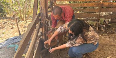 Jornada sanitaria mejora la salud y productividad porcina en Jalapa