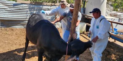 Jornada sanitaria refuerzan sanidad porcina y bovina en Villa Nueva