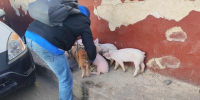 La crianza técnica de lechones ayuda al combate de la desnutrición aguda