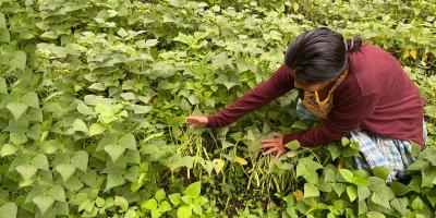 Las legumbres nutren y contribuyen al desarrollo económico de Guatemala