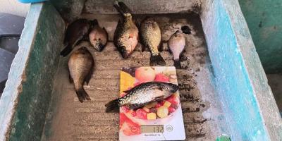 Mojarra negra lidera las capturas registradas en el lago de Atitlán