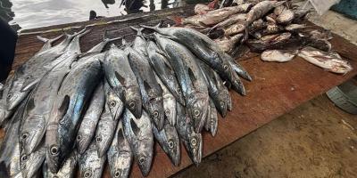 Monitoreo recopila datos clave de las especies de peces capturadas por la pesca artesanal