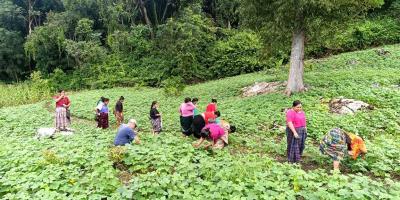 Monitoreo confirma buen estado sanitario de parcelas de semilla de frijol en Sayaxché