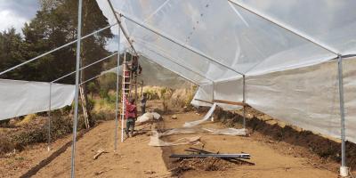 Optimizan la producción de tomate bajo condiciones controladas en San Marcos