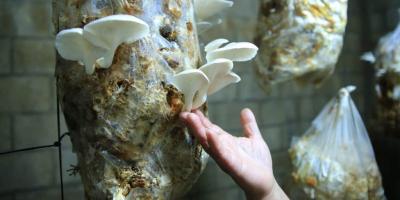 Optimizan nutrición y economía con la producción de hongo ostra