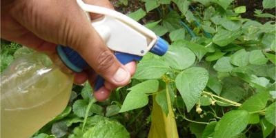 Plaguicidas orgánicos, la alternativa natural para proteger los cultivos