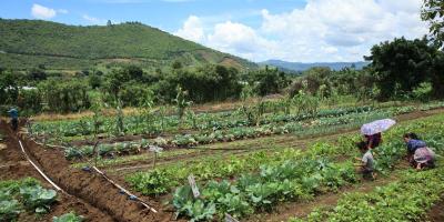 Productores deben aplicar medidas preventivas ante continuidad del frio y vientos