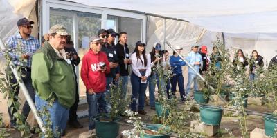 Productores fortalecen conocimientos técnicos para el manejo integral de arándanos