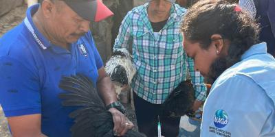 Realizan jornada de vacunación avícola en Baja Verapaz