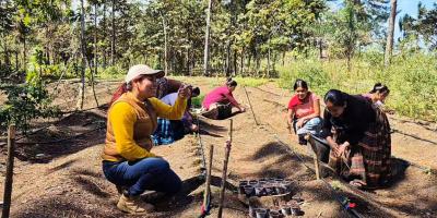 Rotación de cultivos previene plagas y enfermedades