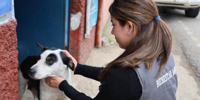 Se cumplen nueve años de construir una cultura de respeto hacia los animales
