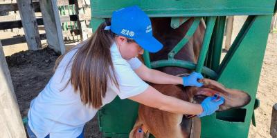 Sistema oficial de trazabilidad registra a 34 mil bovinos