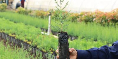Reforestar: la apuesta que restaura ecosistemas y dinamiza economías locales