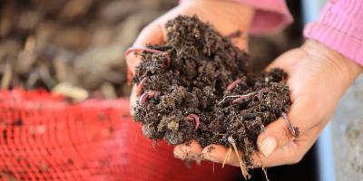 Lombricompost:  suelo más fértil, mejores cultivos y más productividad