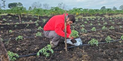 Asistencia técnica fortalece cultivo de tomate
