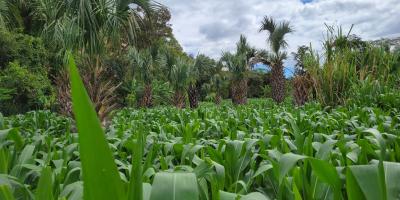 Brindan asistencia técnica y capacitación en manejo de riego
