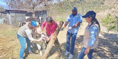 Comunidades de Acatenango refuerzan vigilancia contra el Gusano Barrenador