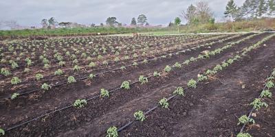 Contrastes de temperatura podrían afectar cultivos en 172 municipios