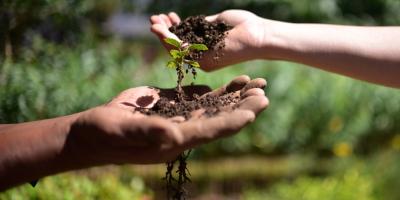 Cultivos tolerantes a la sequía fortalecen la seguridad alimentaria