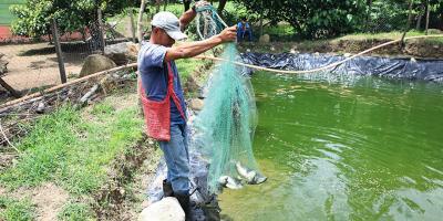 El traspatio se transforma en fuente de alimento e ingresos para muchas familias
