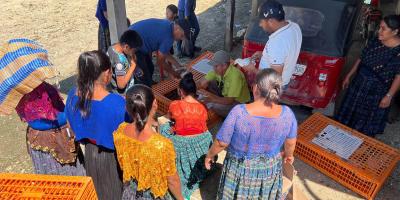 Impulsan avicultura familiar en Sayaxché 