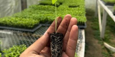 Mejoran manejo de pilones y hortalizas en centro productivo de Flores