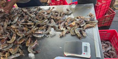 Monitorean desembarques de camarón en el Pacífico guatemalteco