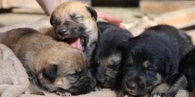 Protegerlos hoy es cuidar su futuro