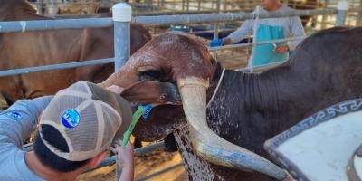 Trazabilidad bovina avanza con identificación de 456 animales de Santa Rosa y Quiché