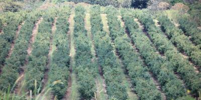 Variabilidad térmica, caída de ceniza y riesgos para cultivos en 18 departamentos