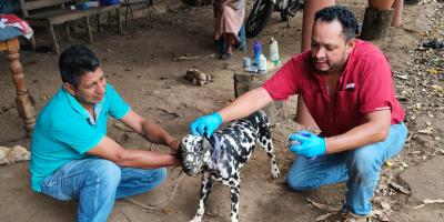 Aumentan inspecciones de ganado para contener el Gusano Barrenador