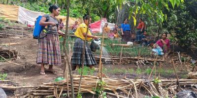 Establecen parcelas de aprendizaje para tecnificar el cultivo de cebolla 