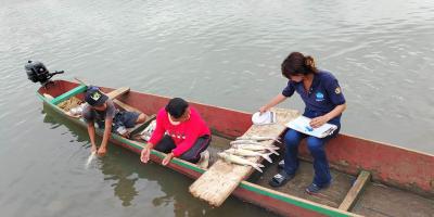 Monitorean especies de peces comerciales en el río La Pasión