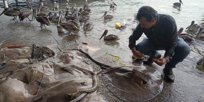 Monitorean capturas de camarón y especies marinas en Livingston