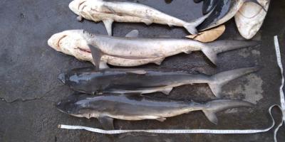 Monitorean desembarques de tiburón y pez dorado