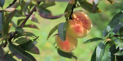 Productores de melocotón de fortalecen su organización 