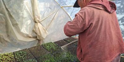 Nutrición foliar mejora el desarrollo de plántulas 