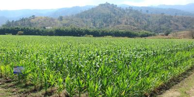 Altas temperaturas afectarían cultivos de 145 municipios