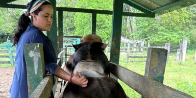 Atienden 200 bovinos en Petén en prevención del Gusano Barrenador