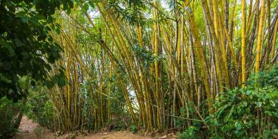 Invitan a productores a conocer el Crédito de Carbono en Bambú