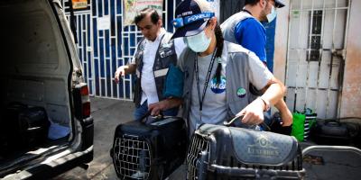 De condiciones precarias a un refugio seguro 16 gatos rescatados por la UBA