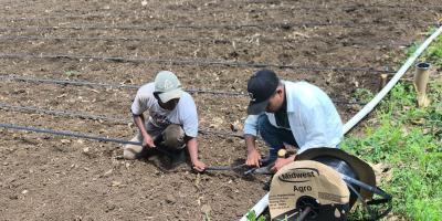 Implementan riego por goteo en Melchor de Mencos