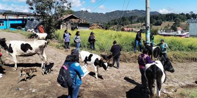 Atienden a 315 bovinos con jornada sanitaria en San Marcos