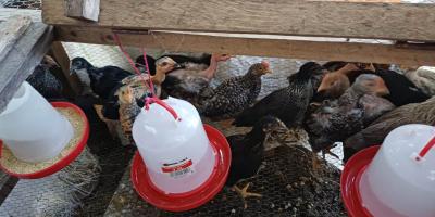 Entrega de incubadora optimiza producción avícola en San Cristóbal Acasaguastlán