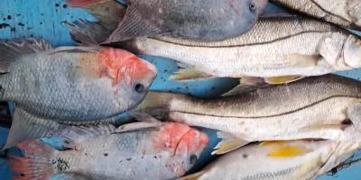 Pescadores apoyan monitoreos para preservar recursos en lago de Izabal