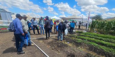 Productores de Camotán fortalecen producción de cebolla blanca