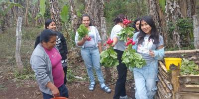 Inician cosecha siembra experimental de rábano que fortalecerá economía de productores