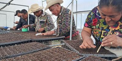 Productores de Sololá avanzan en tecnificación agrícola con cultivo de pilones en invernadero