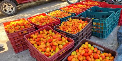 Productores de tomate logran cosecha exitosa tras apoyo técnico especializado