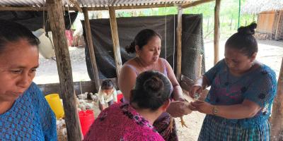 Realizan segunda jornada de vacunación en granjas avícolas de Petén